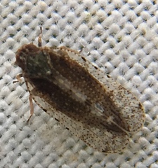 Tachycixius pilosus