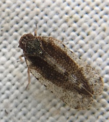 Tachycixius pilosus