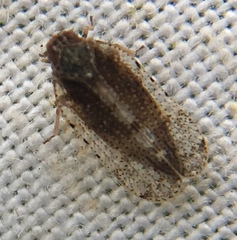 Tachycixius pilosus