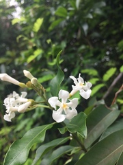 Trachelospermum jasminoides