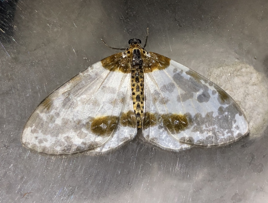 Abraxas tenuisuffusa