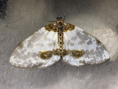 Abraxas tenuisuffusa