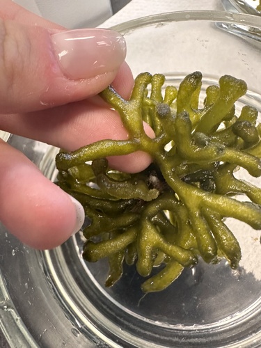 Codium taylorii observed 2024-03-29