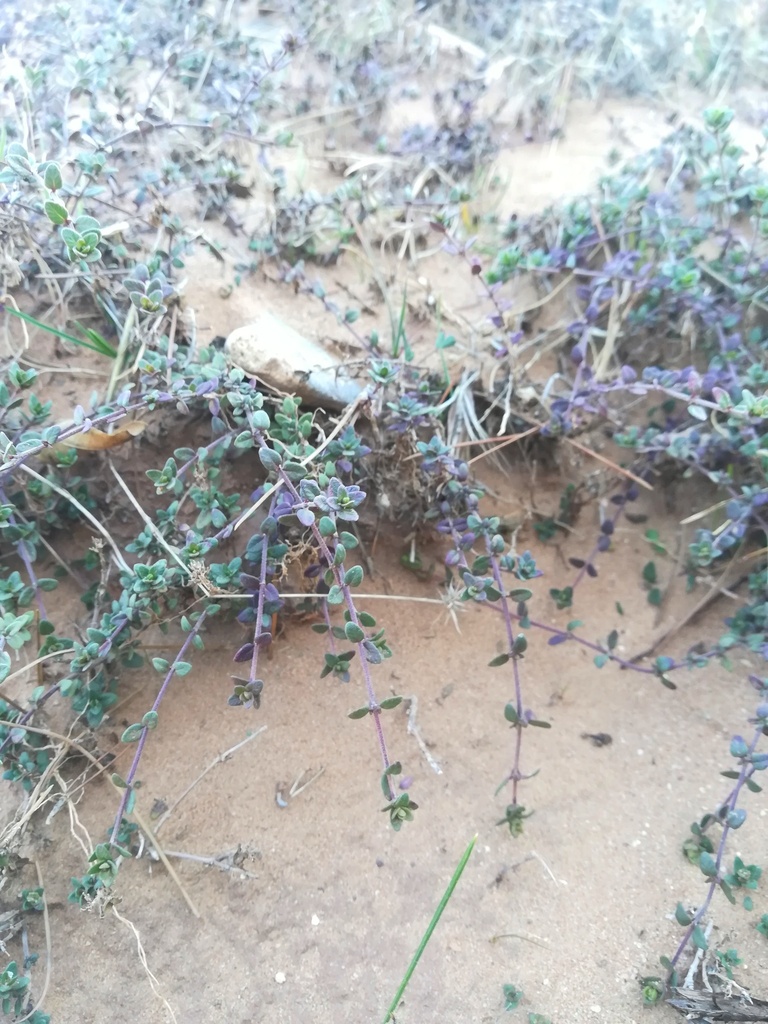 Thymus guyonii