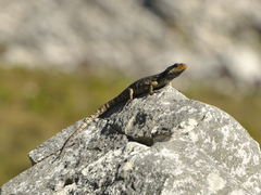 Pseudocordylus microlepidotus