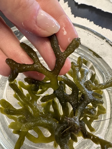 Codium isthmocladum observed 2024-03-29