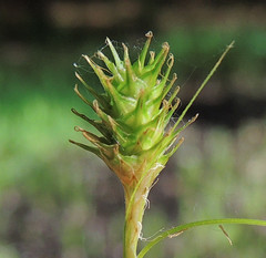 Carex straminea