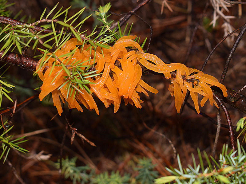 Gymnosporangiaceae