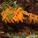 Gymnosporangiaceae - Photo (c) Ivan Pancic, osa oikeuksista pidätetään (CC BY-NC), lähettänyt Ivan Pancic