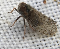 Tachycixius pilosus