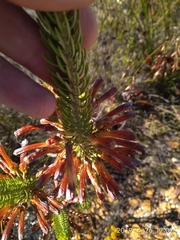 Erica thomae thomae
