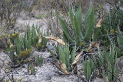 Agave