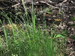 Carex straminea