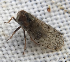 Tachycixius pilosus