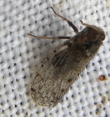 Tachycixius pilosus