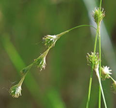 Carex straminea