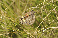 Torynesis hawequas