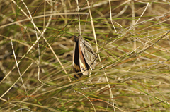 Torynesis hawequas