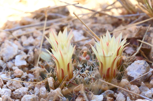 Mammillaria peninsularis