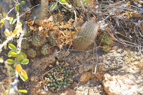Mammillaria peninsularis