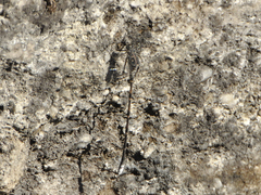 Ecchlorolestes peringueyi