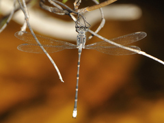 Ecchlorolestes peringueyi