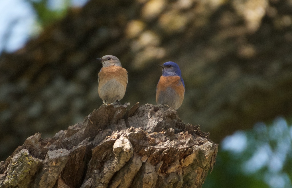Chestnut-backed Bluebird