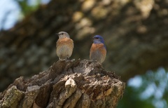 Western Bluebird photo 4