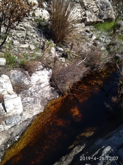 Ecchlorolestes peringueyi