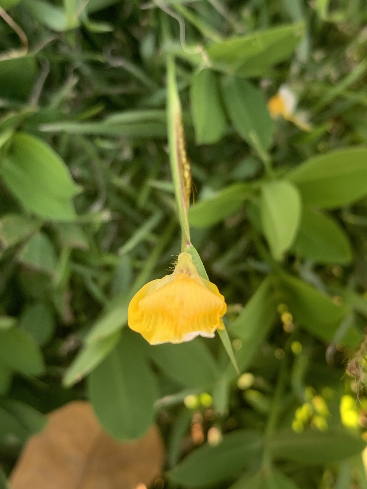 Imagem de Amendoim-forrageiro