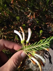 Erica thomae thomae