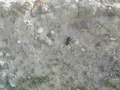Eugaster spinulosa