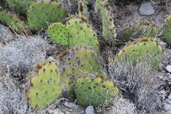 Opuntia