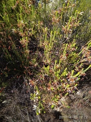Erica thomae thomae