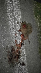 Erinaceus europaeus