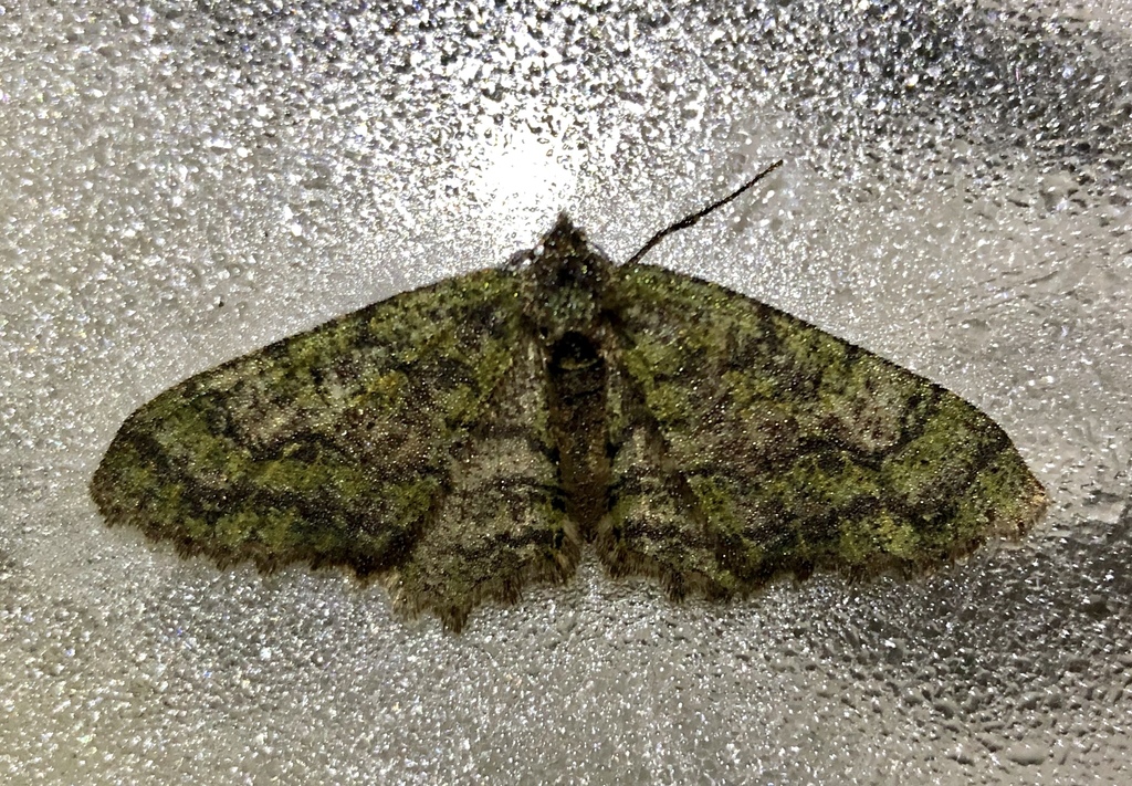 Myrioblephara viridimaculosa