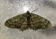 Myrioblephara viridimaculosa