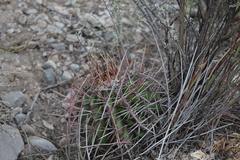 Echinocactus platyacanthus