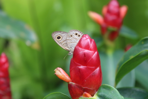 Costus woodsonii
