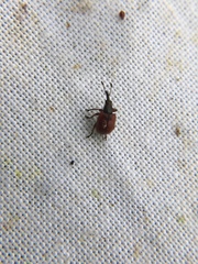 Tatianaerhynchites aequatus