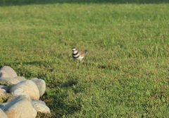 Charadrius vociferus