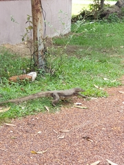 Varanus salvator macromaculatus