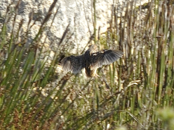 Fynbos Buttonquail (Turnix hottentottus), photo 3