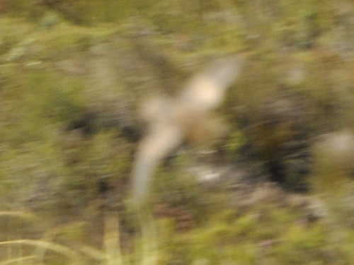 Fynbos Buttonquail (Turnix hottentottus), photo 4