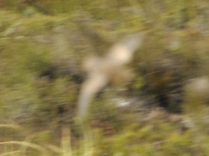 Fynbos Buttonquail (Turnix hottentottus), photo 4