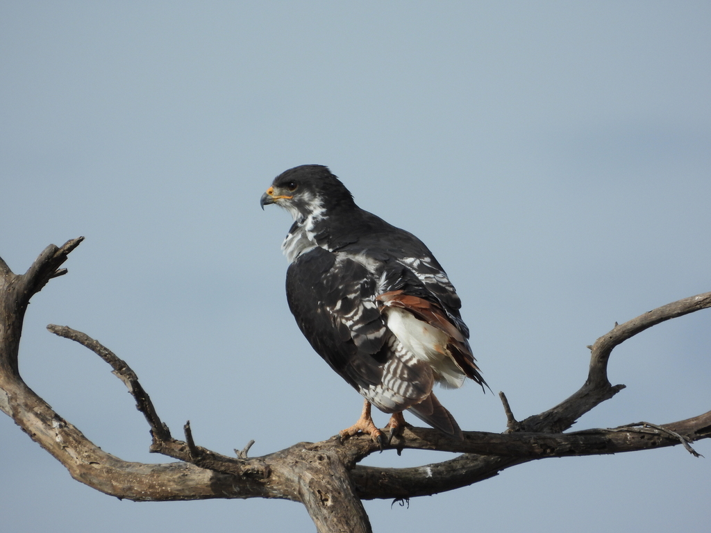 Augur Buzzard from Ngorongoro, TZ-AS, TZ on March 23, 2024 at 08:46 AM ...