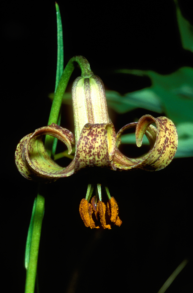 Lilium stewartianum