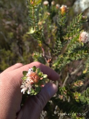 Diastella (Diastella)
