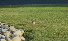 Charadrius vociferus