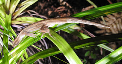Toropuku inexpectatus